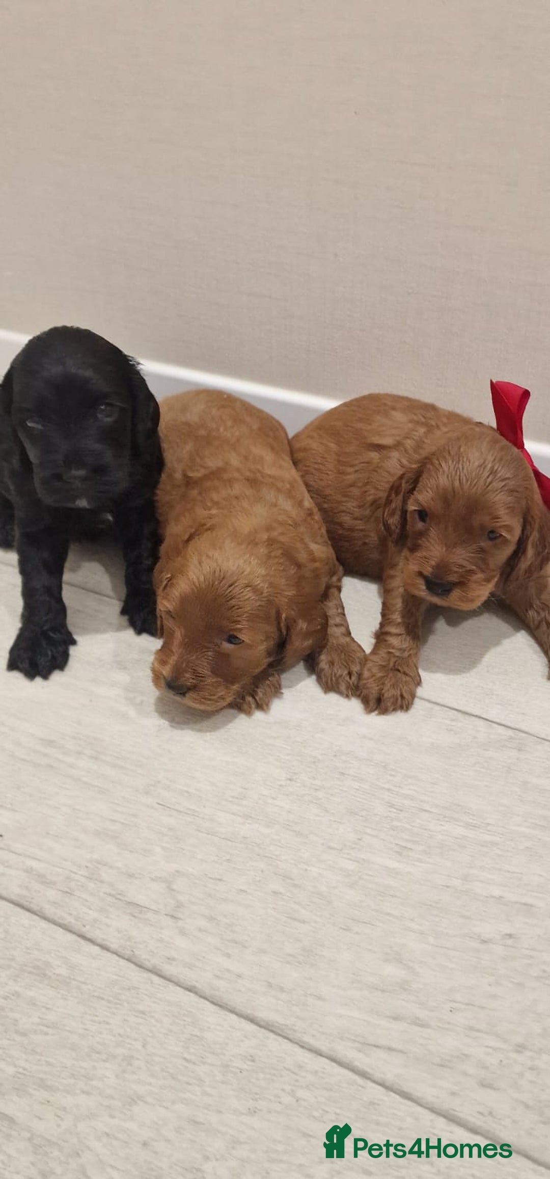 Cockapoo dogs for sale: F1 cavapoo  - Advert 4