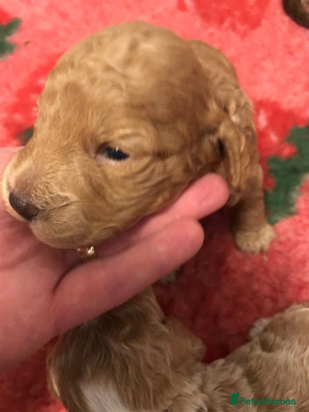 Cockapoo dogs for sale: 4 Beautiful female cockerpoos  - Image 29