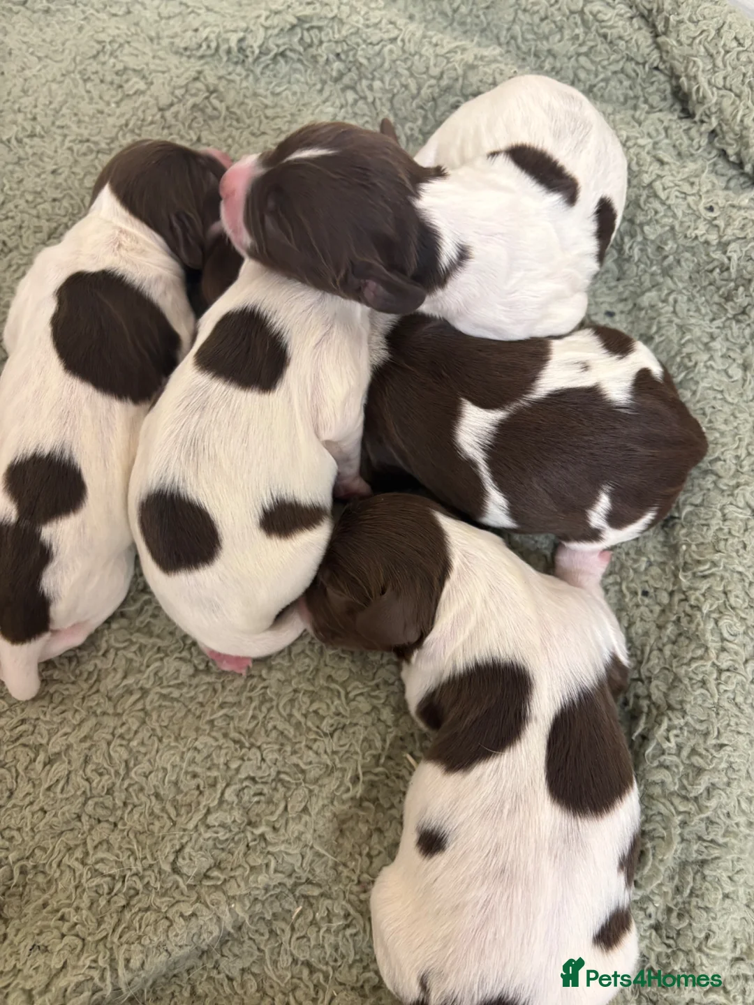 English Springer Spaniel dogs for sale: Springer Spaniel Pups  - Advert 1