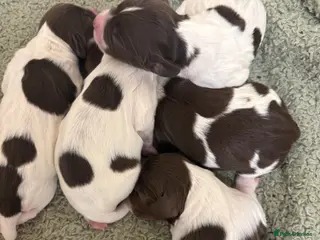 English Springer Spaniel dogs Springer Spaniel Pups - Advert 12