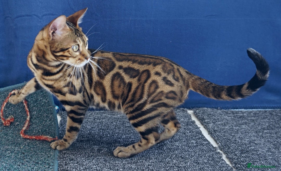 Bengal cats for sale: Superb Active Reg Bengal Girl - Advert 1