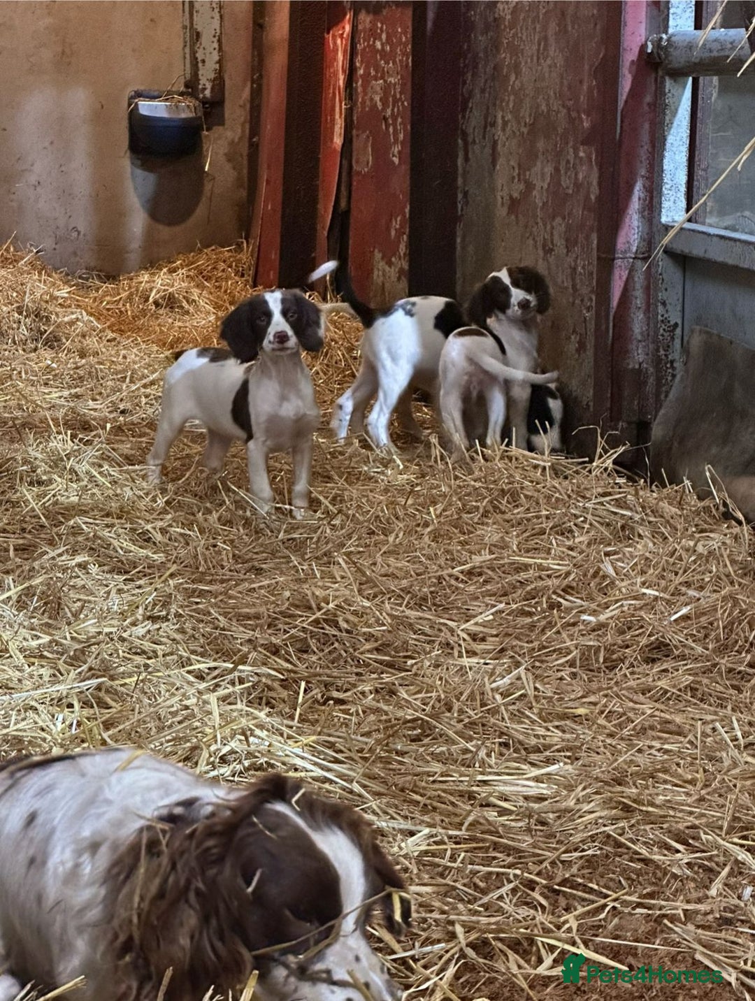 English Springer Spaniel dogs for sale: Springer spaniel pups for sale  - Advert 14
