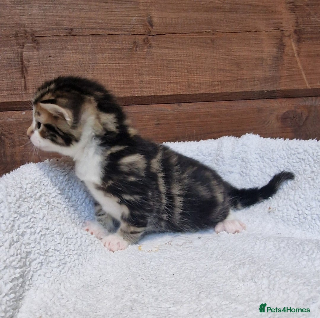 Mixed Breed cats for sale: 3 Gorgeous Kittens - Advert 15