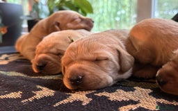Labrador Retriever dogs for sale: Smart Labrador Retrievers For Sale - Image 3