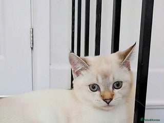 Scottish Fold cats Pedigree Scottish Straight Kitten-TICA Registered - Advert 4