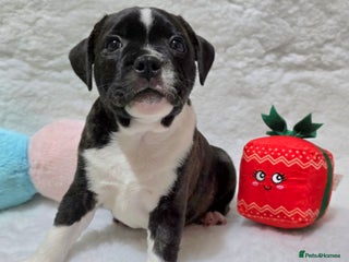 Staffordshire Bull Terrier dogs ✨️SBT puppies COI 2.5✨️ - Advert 10