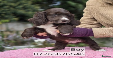 Cockapoo dogs - Advert 4