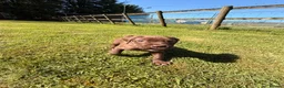 Cane Corso dogs for sale: 5 Towns Corsos Spring litter  - Advert 9