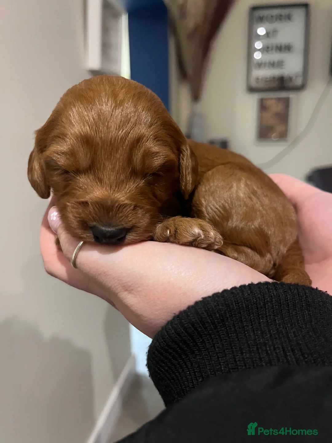 Cockapoo dogs for sale: F1 Red female puppy cockapoo  - Advert 2