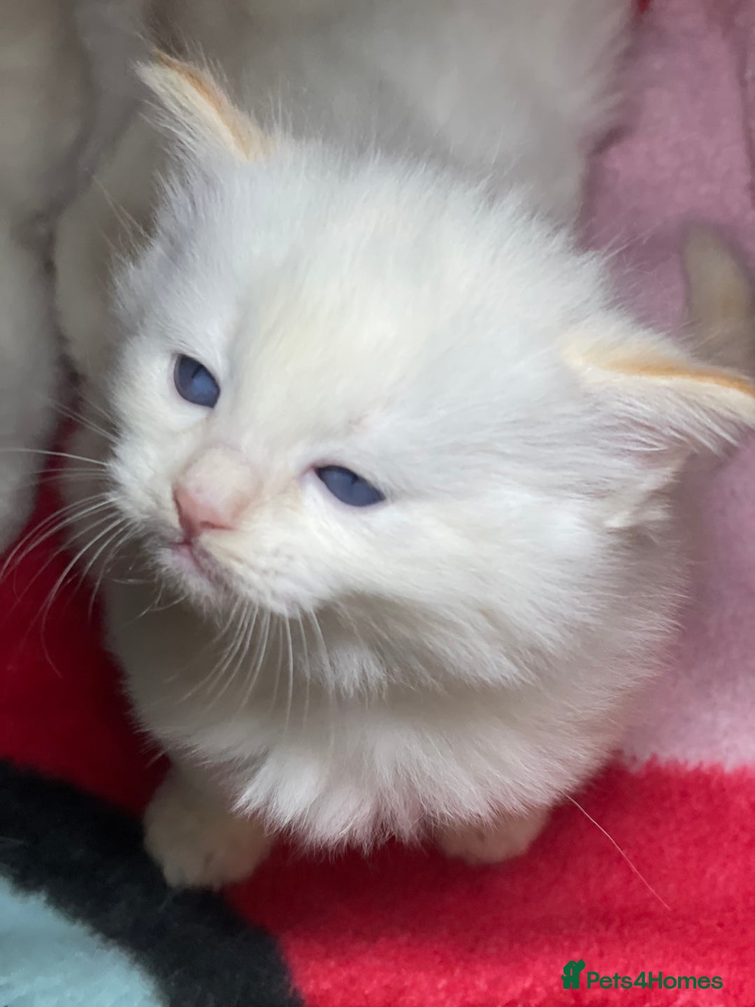 Ragdoll cats for sale: DoB:18/7/25& 14/11/25 Ragdoll Kittens Purebred - Advert 6