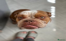 Old Tyme Bulldog dogs for stud: Bentley the Bulldog - Image 2