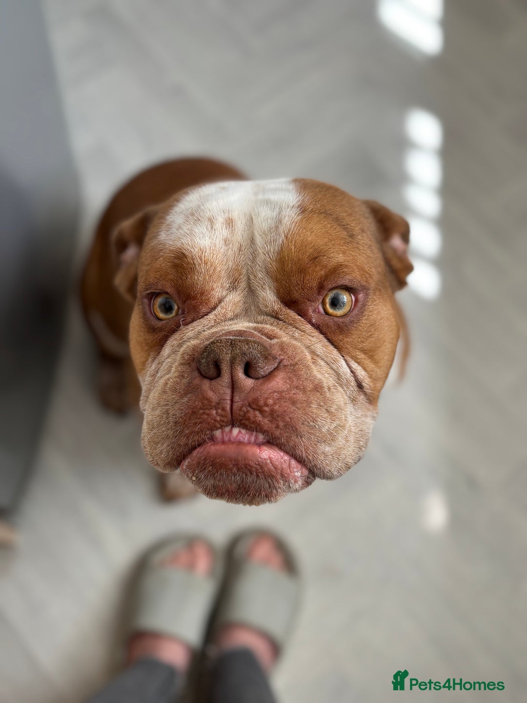 Old Tyme Bulldog dogs for stud: Bentley the Bulldog - Image 2