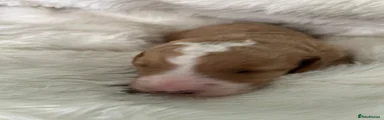 Labradoodle 7