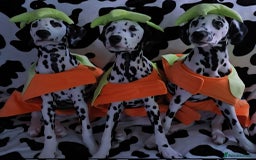 Dalmatian dogs for sale: Gorgeous Dalmation Brothers - Advert 3