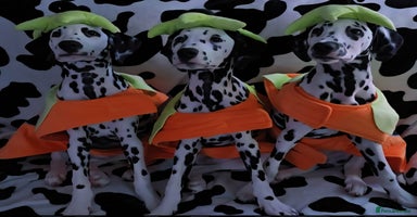 Dalmatian dogs Gorgeous Dalmation Brothers - Advert 1