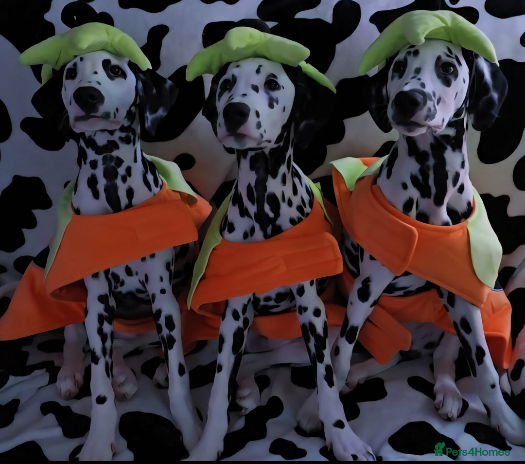 Dalmatian dogs for sale: Gorgeous Dalmation Brothers - Advert 3