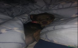 Miniature Dachshund dogs for sale: Miniature Dachshund  - Image 1