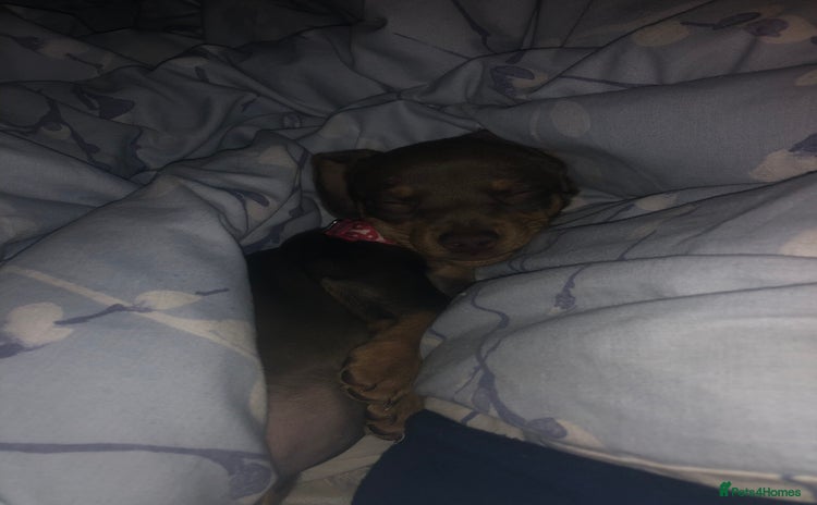 Miniature Dachshund dogs - Advert 15