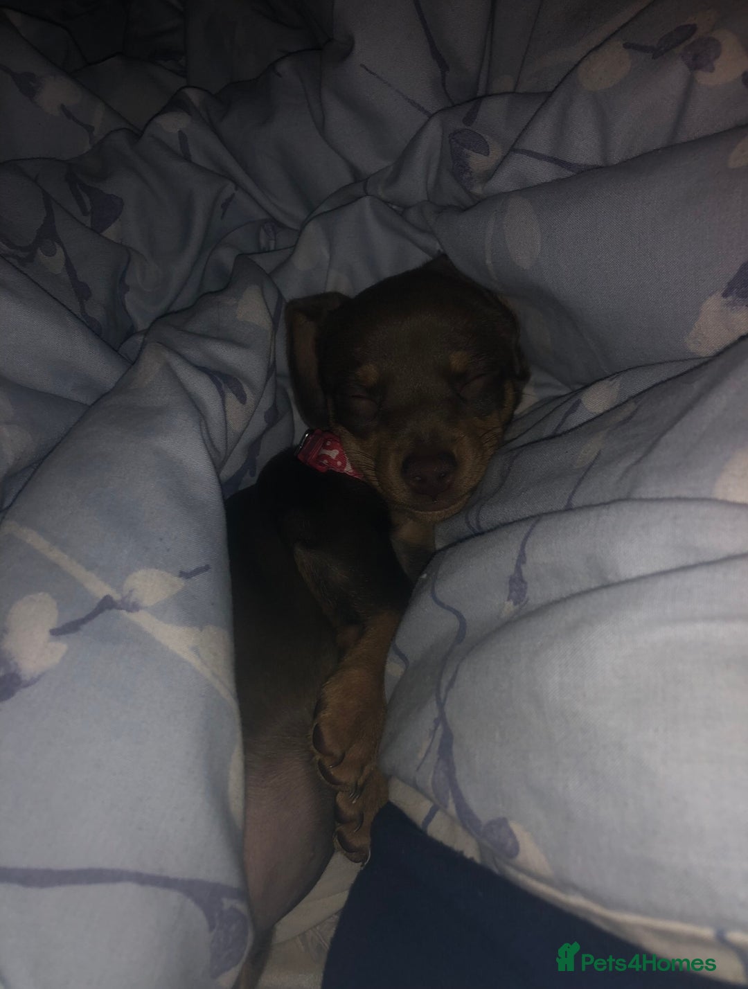 Miniature Dachshund dogs for sale: Miniature Dachshund  - Image 1
