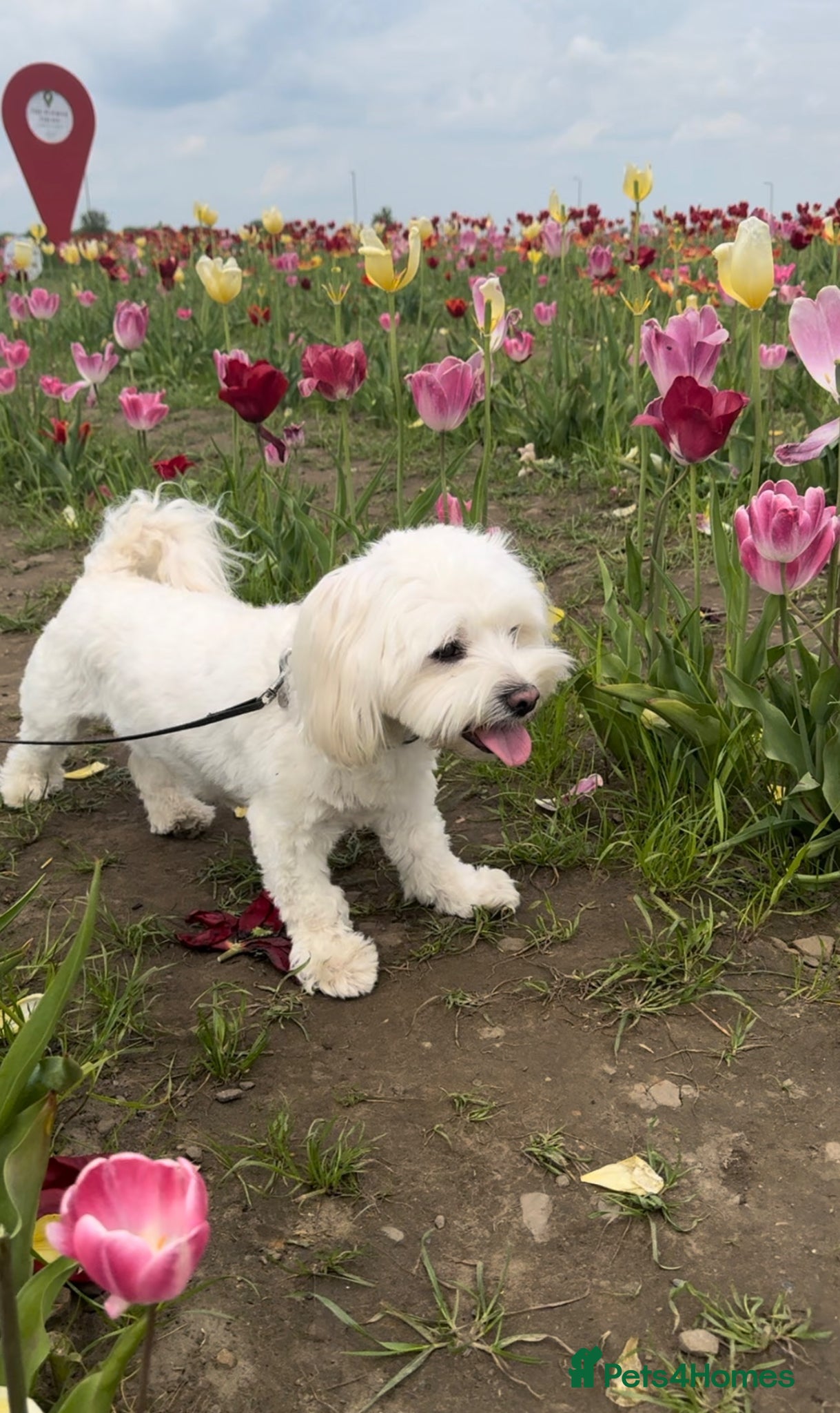 Maltese dogs for sale: READY HOME 30.05  - Advert 11