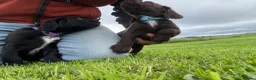 Sprocker dogs for sale: F1 sprocker puppies - Advert 5