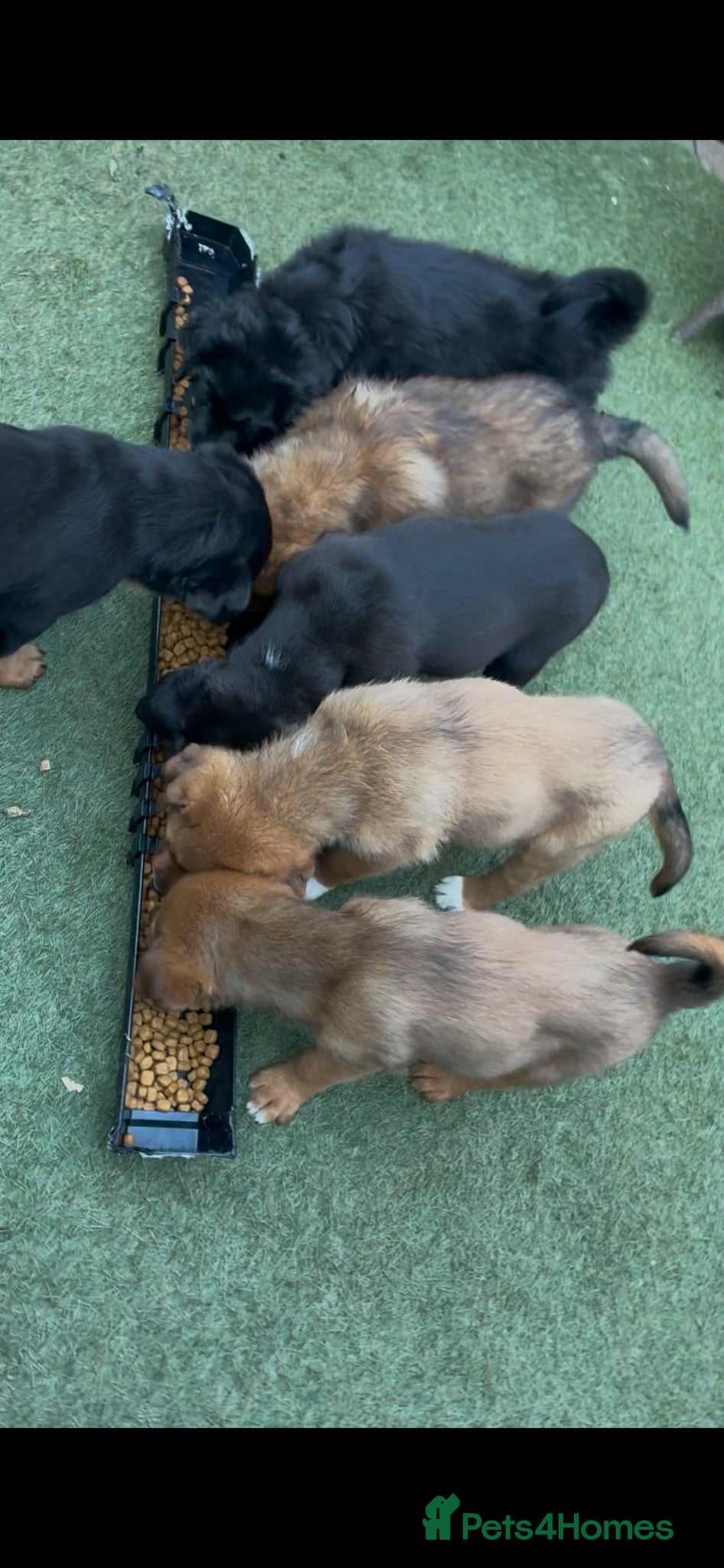 Mixed Breed dogs Central Asian Shepard x Rottweiler Puppies - Advert 2
