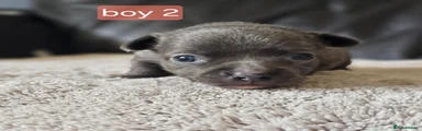 Chihuahua 2