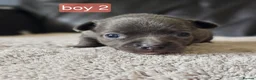 Chihuahua dogs for sale: 5 chiuaua baby boys - Advert 32