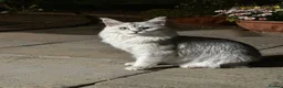 Maine Coon cats for sale: Maine Coon Kitten - Advert 3
