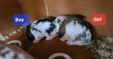 Mixed Breed rabbits - Advert 3