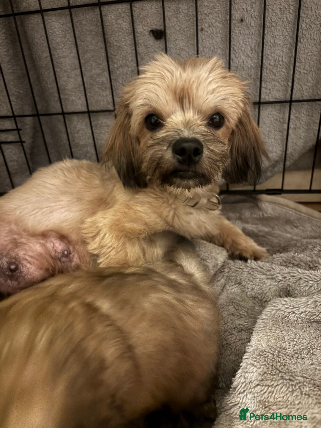 Mixed Breed dogs for sale: One Little Boy Available  - Advert 8