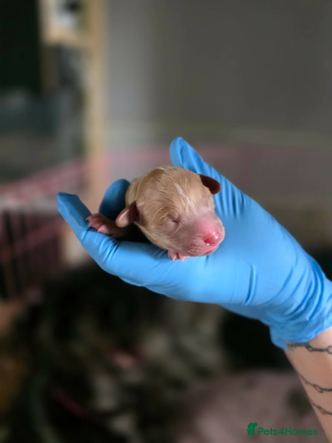 Bordoodle dogs for sale: F1b Miniature Bordoodle  - Advert 2