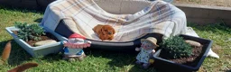 Dachshund dogs for sale: OUTSTANDING KC reg, smooth,standard dachshund  - Advert 3