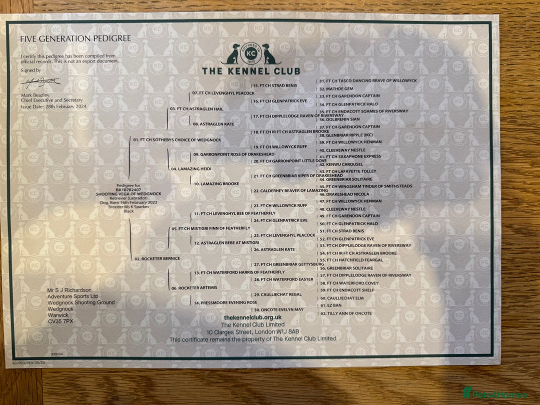 Labrador Retriever dogs for stud: FTW Shooting Vega of Wedgnock (Bluff) - Advert 4