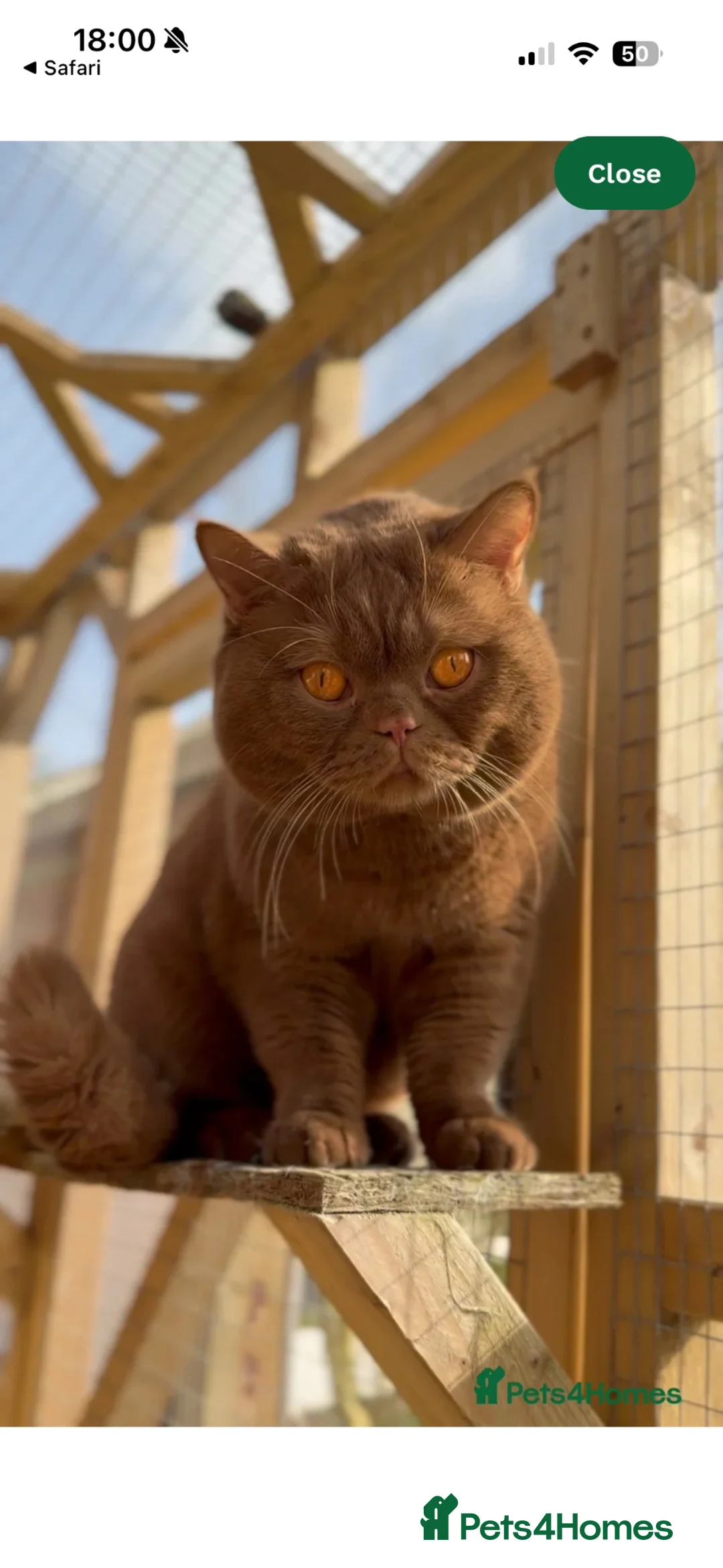 British Shorthair cats for sale: Chocolate Kitten - Advert 2