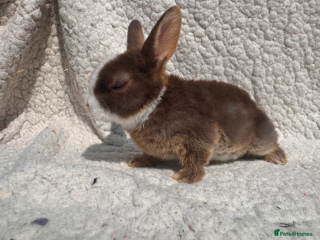 Rex rabbits for sale: stunning baby girl mini rex  - Image 7