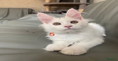 Maine Coon cats - Advert 11