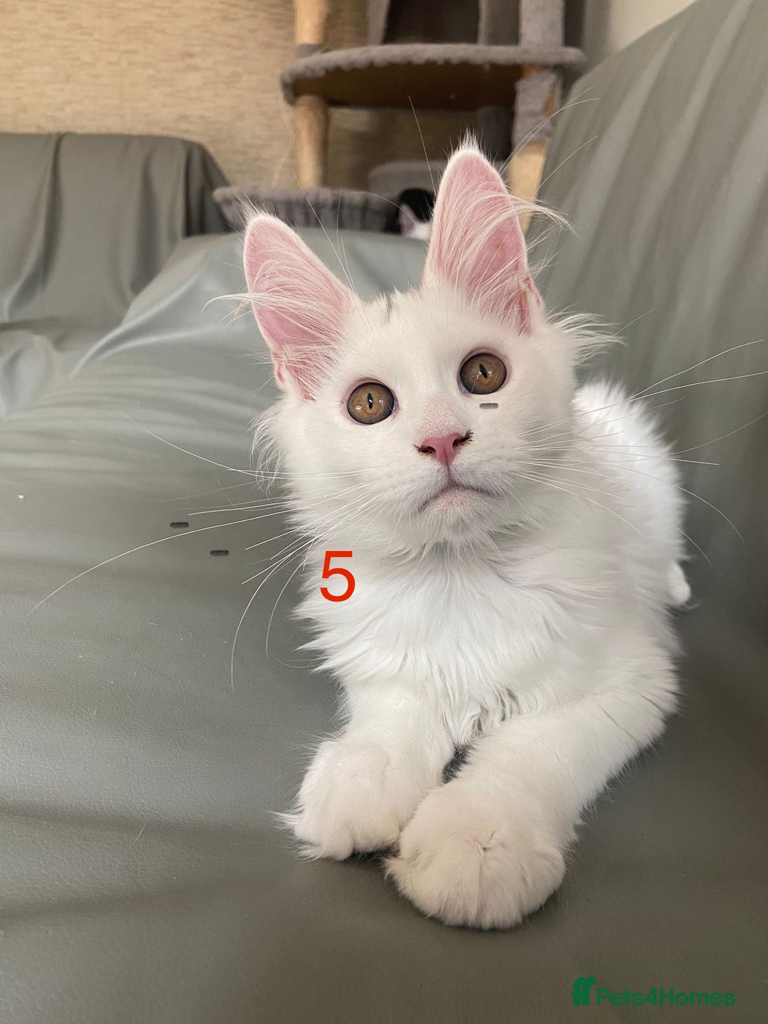 Maine Coon cats for sale: TICA Maine Coon Russian - Image 2