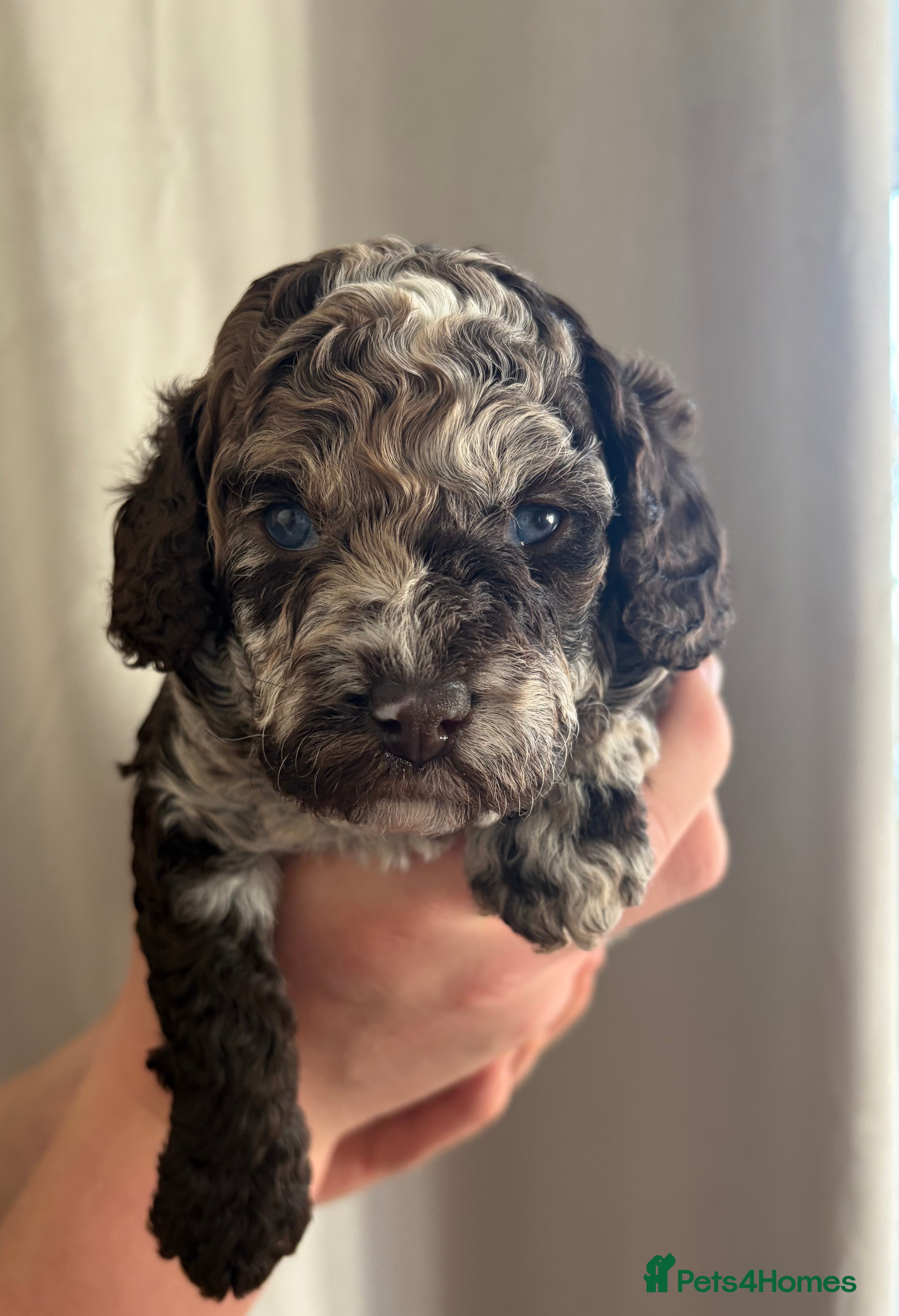 Cavapoo dogs  Exceptional F1b Cavapoo Puppies  - Advert 19