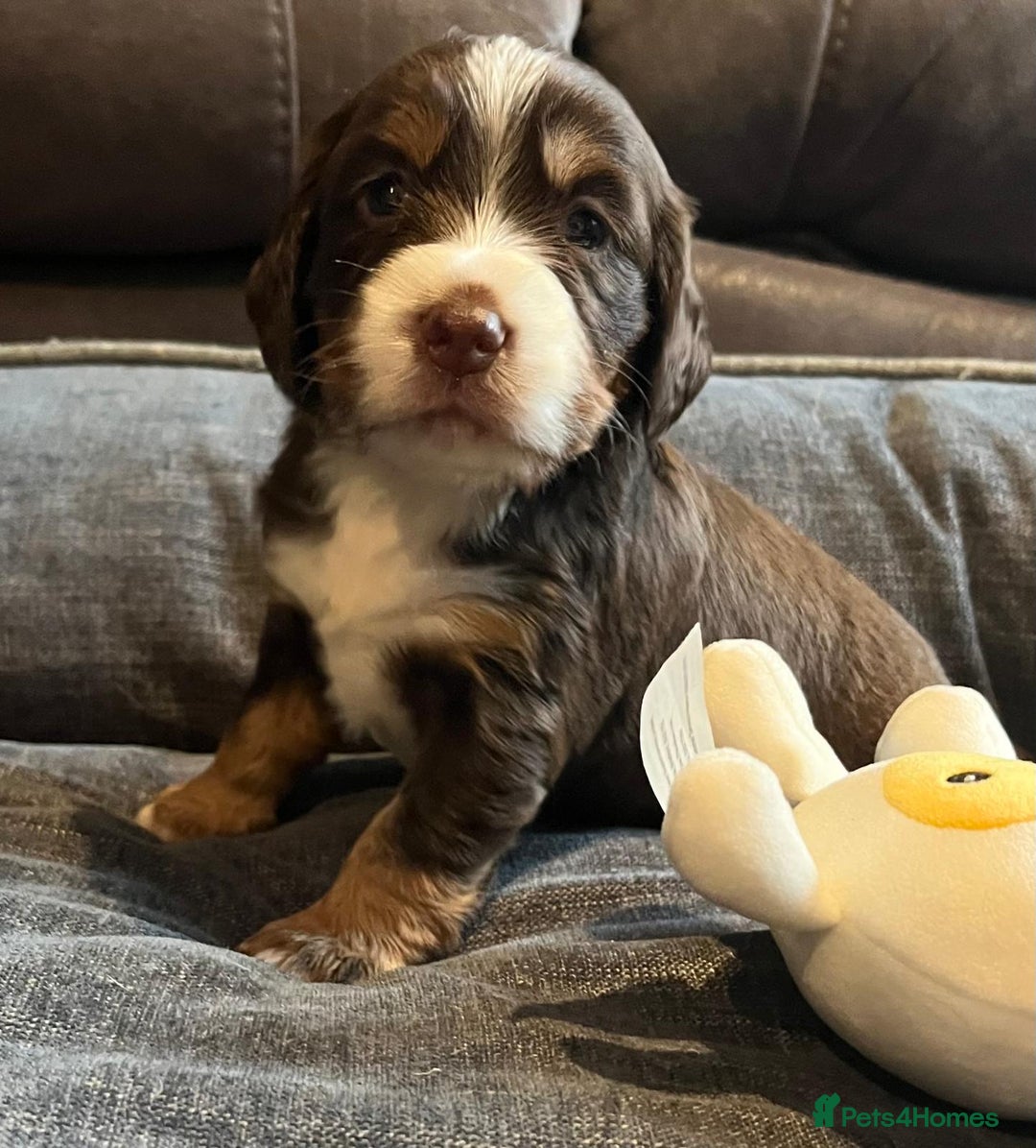 Cocker Spaniel dogs for sale: Extensively Health tested cocker spaniels Puppies  - Advert 1