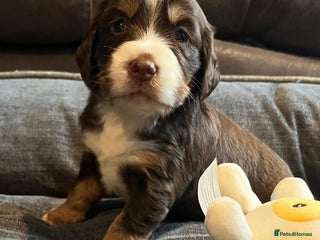 Cocker Spaniel dogs Extensively Health tested cocker spaniels Puppies - Advert 5