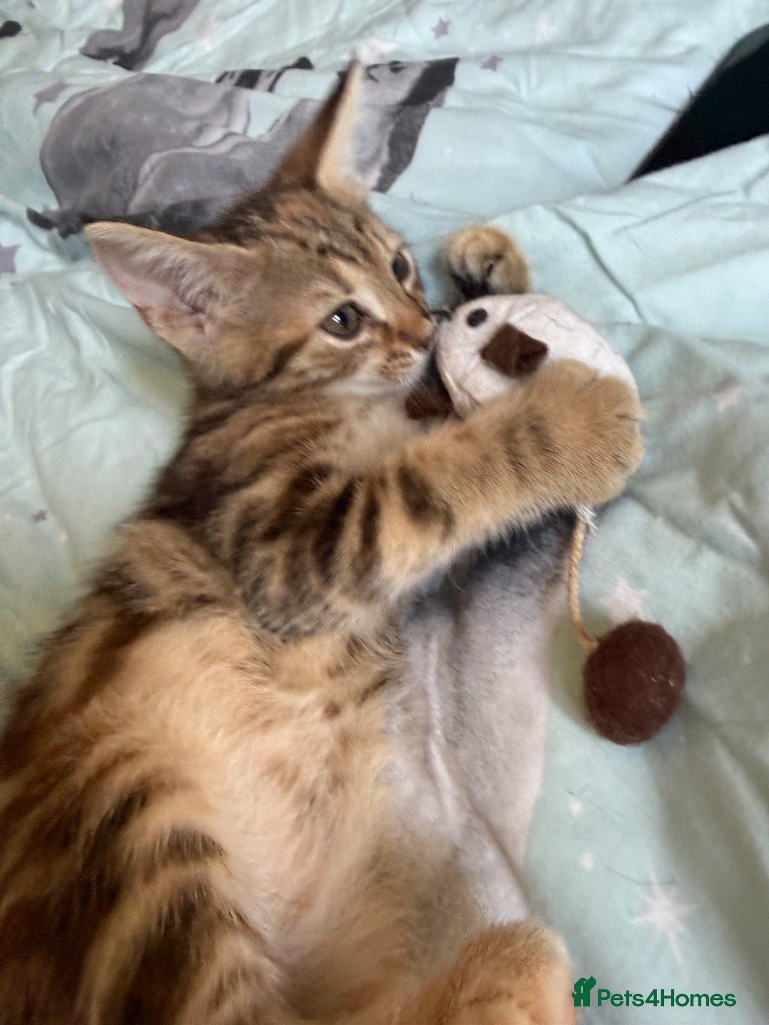 Norwegian Forest Cat cats Half Norwegian forest cross bengal - Advert 1