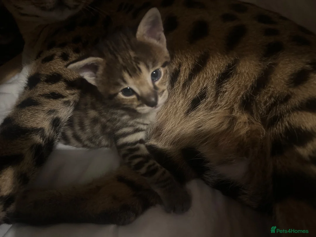Savannah cats for sale: 🏵️ WORLDS BEST LINES 🏵️ Savannah F2 & F3 Kittens - Advert 39