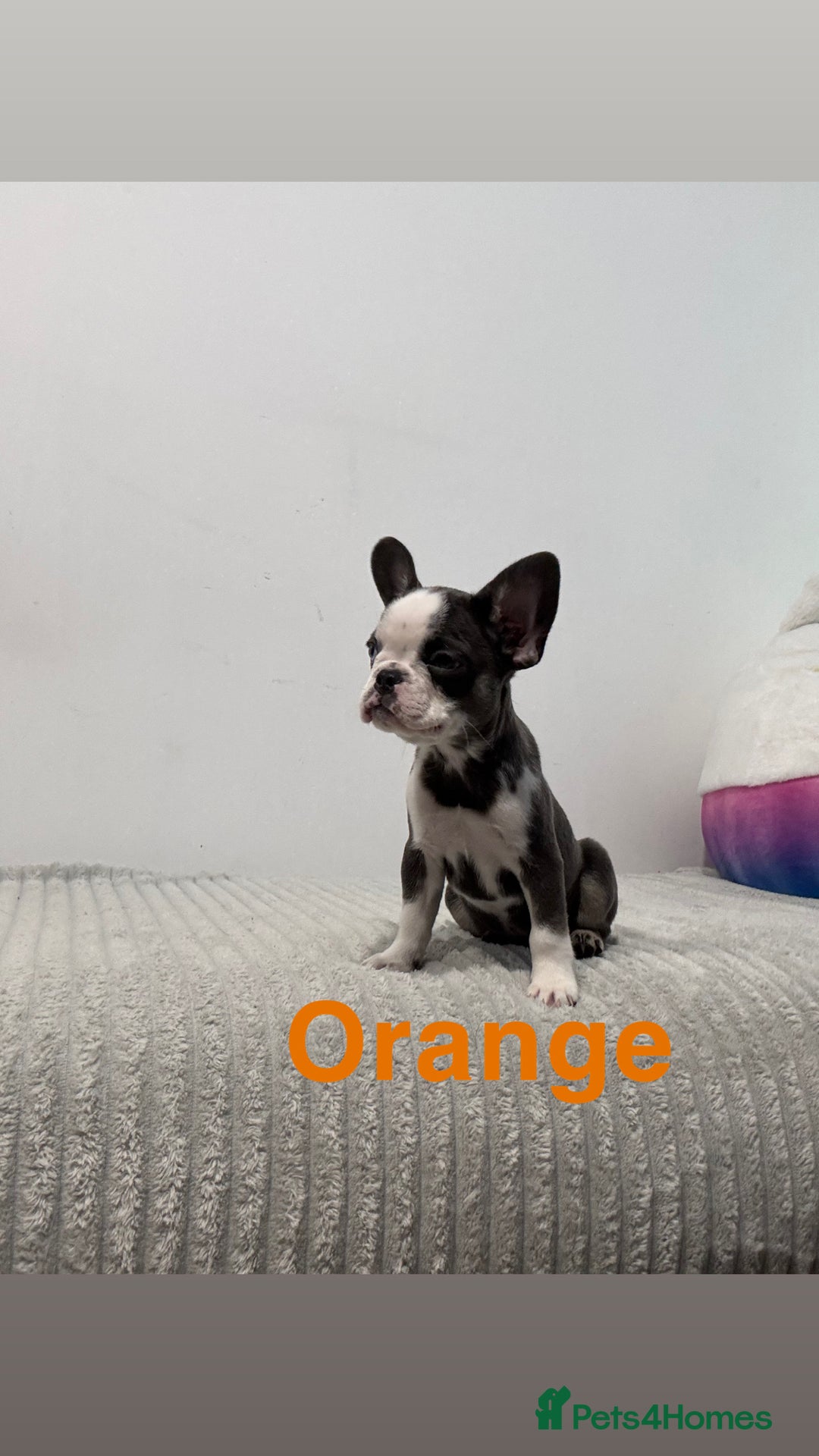 French Bulldog dogs for sale: French bulldog puppies  - Advert 3