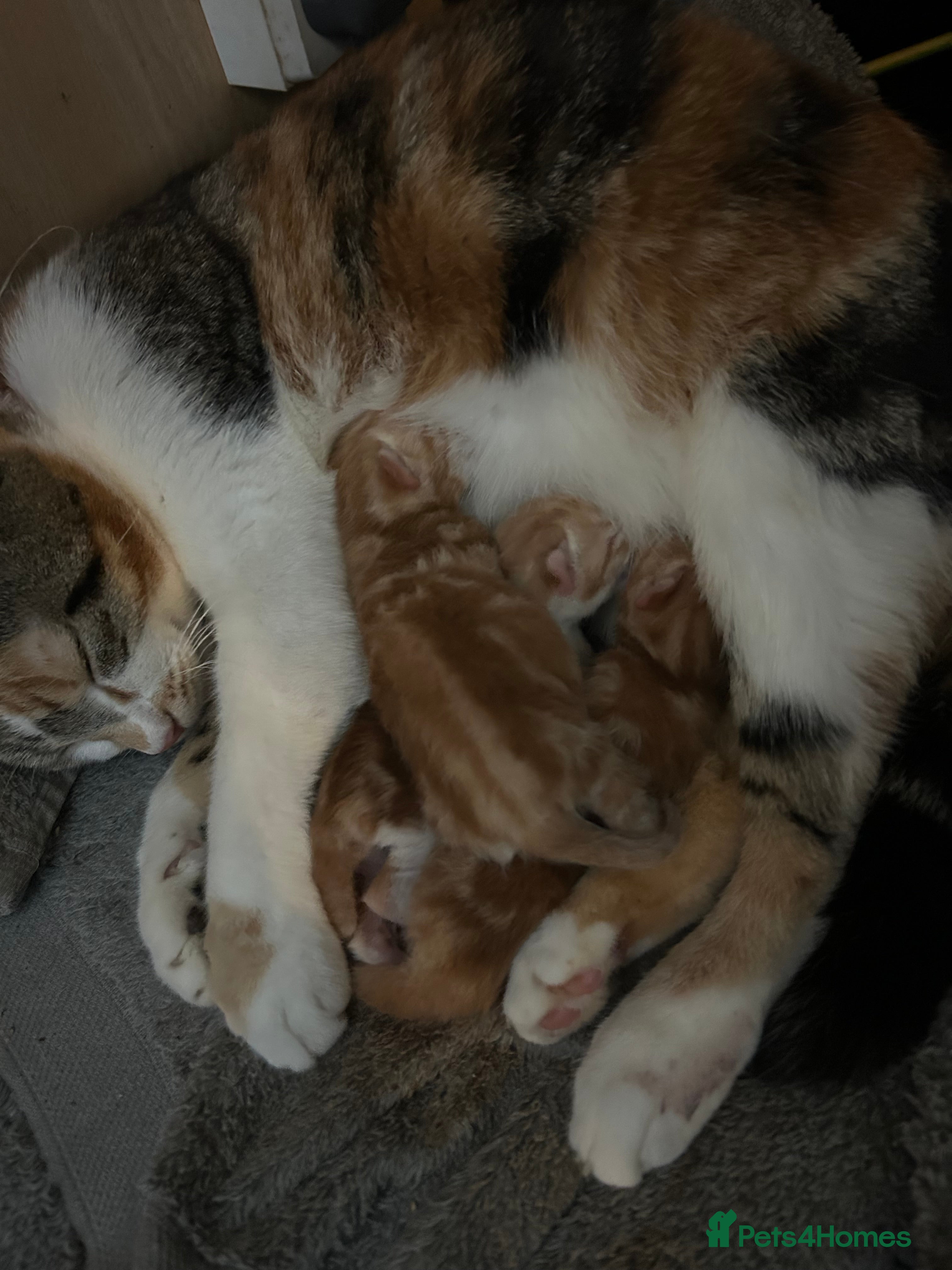 Mixed Breed cats Stunning litter of kittens - Advert 19