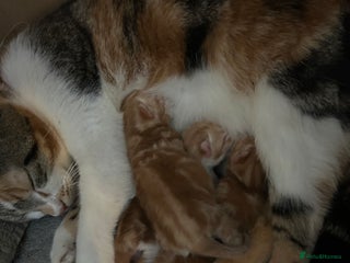 Mixed Breed cats Stunning litter of kittens - Advert 1