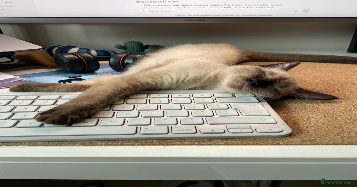 Half Ragdoll Kitten looking for new home for sale in Chelmsford ...