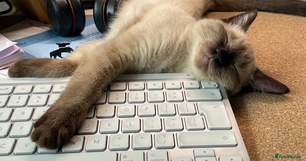 Half Ragdoll Kitten looking for new home for sale in Chelmsford ...