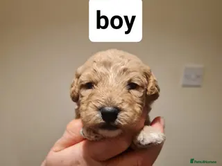 Poochon dogs 4 beautiful fluffy poochon puppies for sale - Advert 8