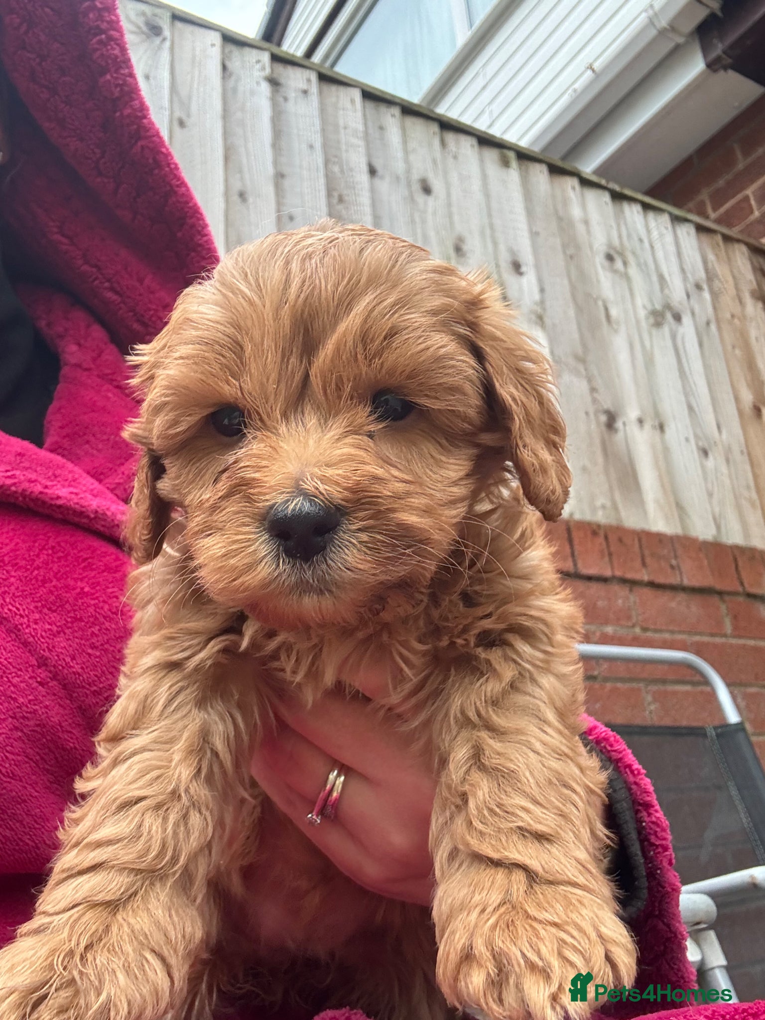 Cockapoo dogs F2 Cockapoo Puppies READY TO LEAVE NOW - Advert 1